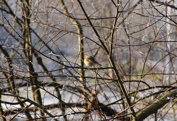 small robin on the tree with bare twigs with snow and rime in winter