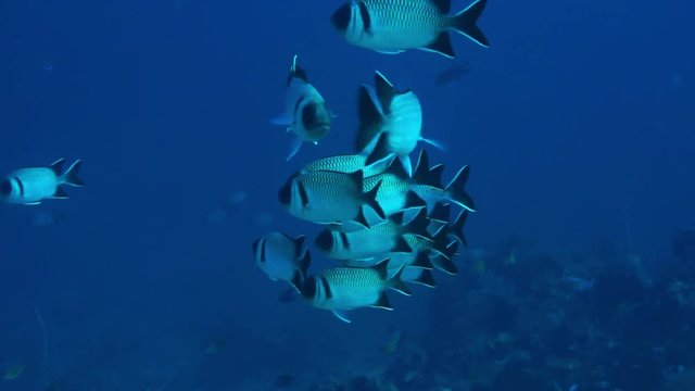 Blotcheye soldierfish (Myripristis murdjan), Indonesia