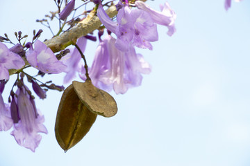 Jacaranda is a genus of 49 species of flowering plants in the family Bignoniaceae, native to...