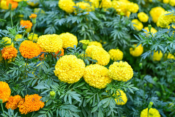 Close-Up of Marigold Flowers