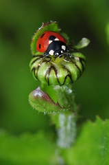 coccinelle