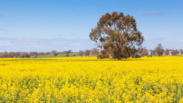 Rapeseed Field in Western Australia