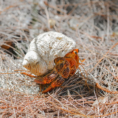Hermit crab walking on the ground, white shell, in Polynesia 