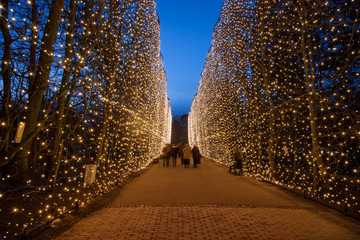 Christmas illumination the main alley at night in Oliwa Park, Poland. - obrazy, fototapety, plakaty