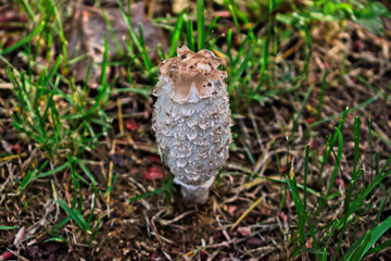 Closeup of a white mushroom in the grass