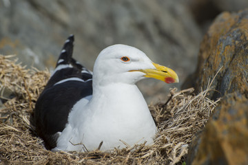 Seagul Nesting on Rocks