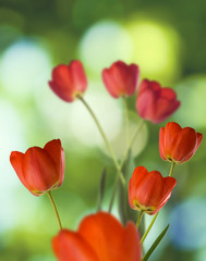 Image of flowers in the garden on a blurred background.