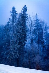 Foggy morning at winter forest