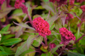 Plumed cockscomb blossom