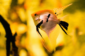 Freshwater Angelfish