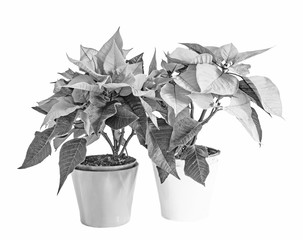 The poinsettia flowers (Euphorbia pulcherrima), The Flower of the Christmas