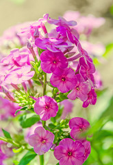 Arabis or rockcress pink flowers, green bush, close up