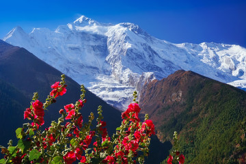 North Face of Annapurna II mountain summit view with red flowers and green hills on Annapurna...