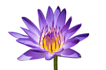 Beautiful purple lotus flower, Violet lotus blooming in the pond, Closeup lotus flower, Lotus violet flower of thailand.