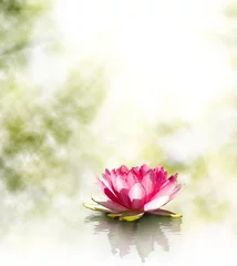 Printed kitchen splashbacks Lotusflower  image of beautiful lotus flower at the water closeup
