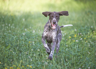 German shorthaired pointer - Hunter dog