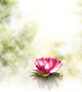 Fototapeta  image of beautiful lotus flower at the water closeup