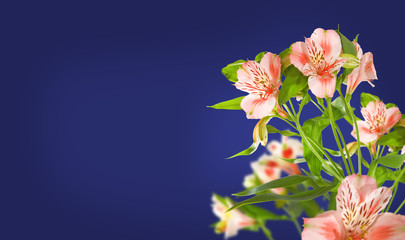 Fototapeta na wymiar beautiful flowers on a blue background