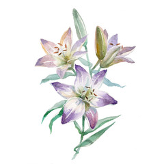 Fototapeta na wymiar Watercolor Lily bouquet isolated on white background.