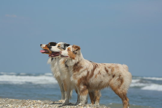 3 Dogs On The Beach In Summer