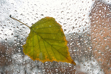 Tree leaf on a wet window.