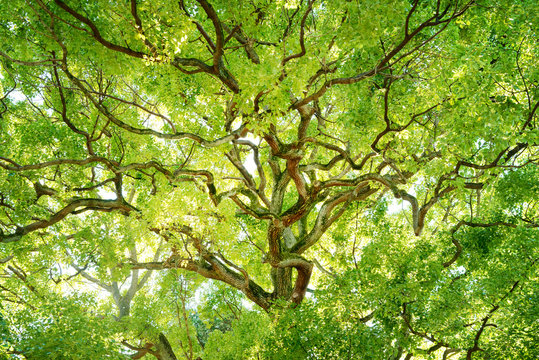 常緑樹、クスノキ、 エコロジーイメージ © blew_f