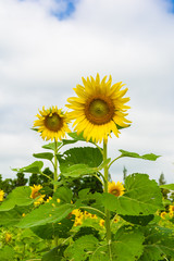 sunflower field over cloudy blue sky