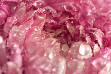 Image of beautiful flower asters closeup.