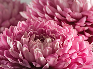 Image of beautiful flower aster close-up.