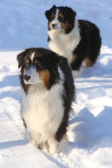 Black dogs in snow