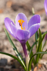 Beautiful violet spring crocus