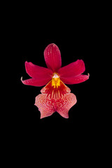 The image Orchid isolated on black background