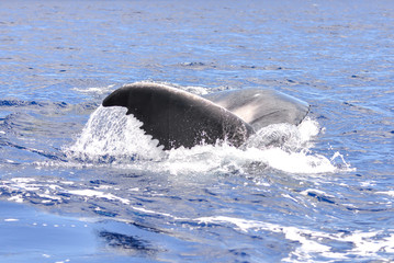 Fototapeta premium Whale calf which swims, tail out of the water, Polynesia 