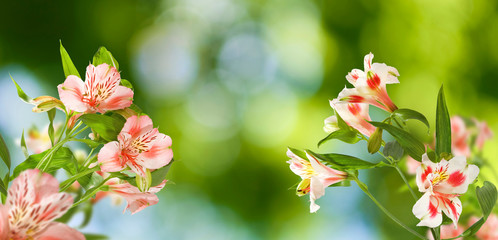 Images of beautiful flowers lily on a green background.