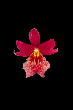 The image Orchid isolated on black background