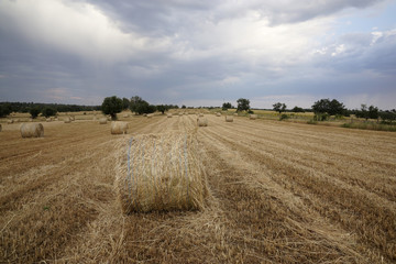Balas de paja en campo de cereal