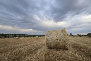 Balas de paja en campo de cereal