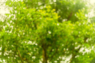 Sunny Tree Circular Bokeh Texture Pattern Texture Background