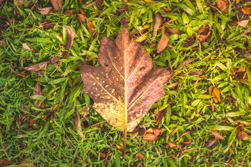 Big Leaf on Natural Grass Field Background