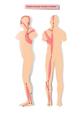 tendino muscular meridian of Bladder