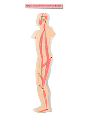 tendino muscular meridian of Gall Bladder