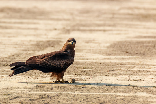 Eagle playing soccer 
