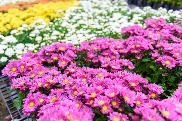Colorful Zinnia Flower