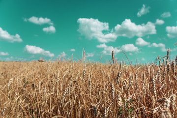 Field of ripe wheat and sky with clouds