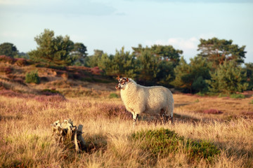 sheep on sunny summer heathland