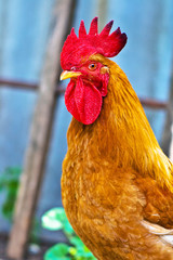 colorful rooster on green nature background