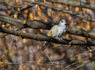 Tortora dal collare sul ramo