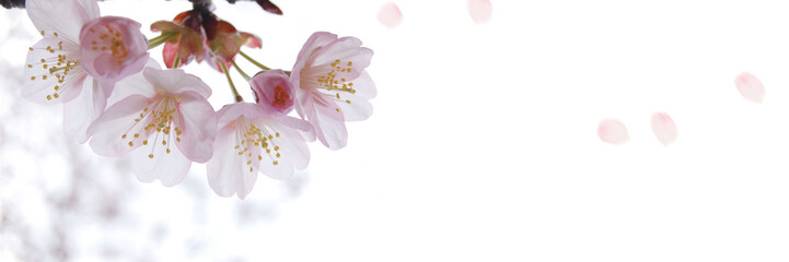 桜のバナー素材　春