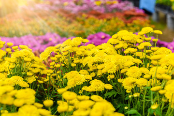 Colorful Zinnia Flower
