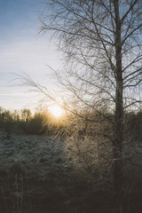 Frozen birch tree against setting sun
